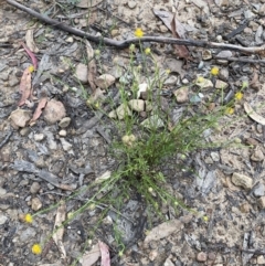 Calotis lappulacea (Yellow Burr Daisy) at Mount Jerrabomberra - 11 Dec 2021 by Steve_Bok