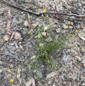 Calotis lappulacea at Jerrabomberra, NSW - 11 Dec 2021 06:55 PM