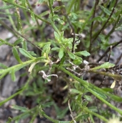 Calotis lappulacea at Jerrabomberra, NSW - 11 Dec 2021