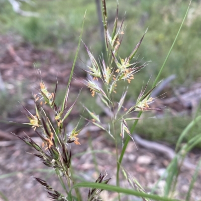 Rytidosperma sp. (Wallaby Grass) at Mount Jerrabomberra QP - 11 Dec 2021 by Steve_Bok