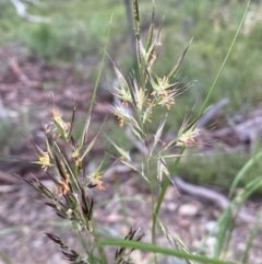 Rytidosperma sp. (Wallaby Grass) at Jerrabomberra, NSW - 11 Dec 2021 by Steve_Bok