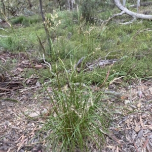 Rytidosperma sp. at Jerrabomberra, NSW - 11 Dec 2021