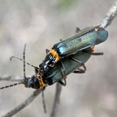 Chauliognathus lugubris (Plague Soldier Beetle) at Mount Jerrabomberra - 11 Dec 2021 by Steve_Bok