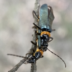 Chauliognathus lugubris at Jerrabomberra, NSW - 11 Dec 2021