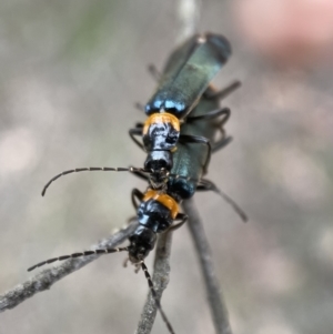 Chauliognathus lugubris at Jerrabomberra, NSW - 11 Dec 2021