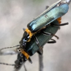 Chauliognathus lugubris at Jerrabomberra, NSW - 11 Dec 2021