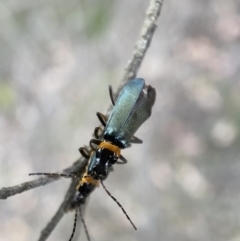 Chauliognathus lugubris at Jerrabomberra, NSW - 11 Dec 2021