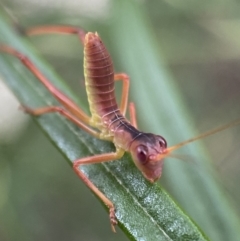 Phaneropterinae (subfamily) at Jerrabomberra, NSW - 11 Dec 2021