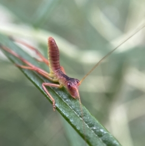 Phaneropterinae (subfamily) at Jerrabomberra, NSW - 11 Dec 2021 06:46 PM