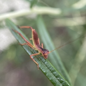 Phaneropterinae (subfamily) at Jerrabomberra, NSW - 11 Dec 2021 06:46 PM