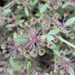 Pomax umbellata (A Pomax) at Jerrabomberra, NSW - 11 Dec 2021 by Steve_Bok