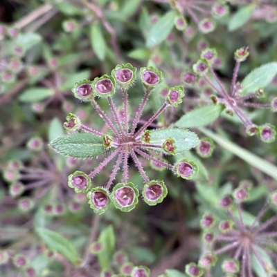 Pomax umbellata (A Pomax) at Jerrabomberra, NSW - 11 Dec 2021 by Steve_Bok