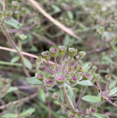 Pomax umbellata at Jerrabomberra, NSW - 11 Dec 2021