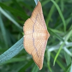 Aglaopus pyrrhata (Leaf Moth) at Mount Jerrabomberra - 11 Dec 2021 by Steve_Bok