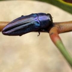 Melobasis thoracica (A jewel beetle) at Mount Jerrabomberra QP - 11 Dec 2021 by Steve_Bok