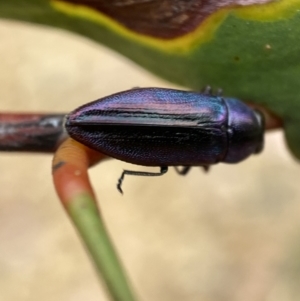 Melobasis thoracica at Jerrabomberra, NSW - 11 Dec 2021