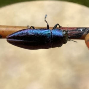 Melobasis thoracica at Jerrabomberra, NSW - 11 Dec 2021