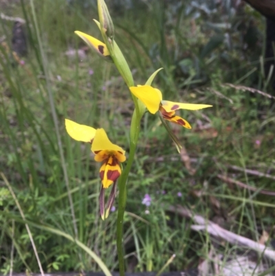Diuris sulphurea (Tiger Orchid) at Namadgi National Park - 11 Dec 2021 by dgb900