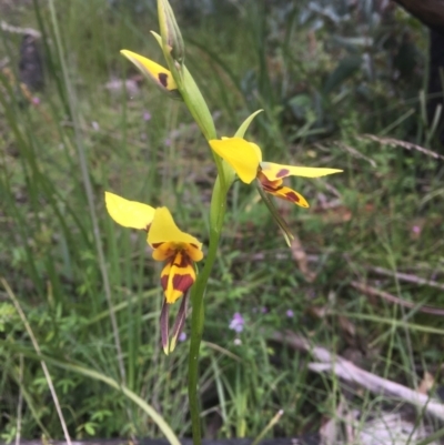 Diuris sulphurea (Tiger Orchid) at Tennent, ACT - 11 Dec 2021 by dgb900