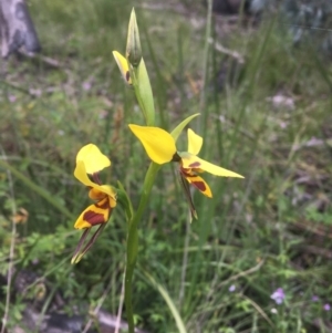 Diuris sulphurea at Tennent, ACT - 11 Dec 2021