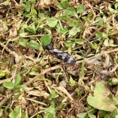 Gynoplistia (Gynoplistia) bella (A crane fly) at Namadgi National Park - 11 Dec 2021 by KMcCue