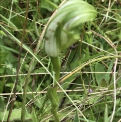 Pterostylis monticola (Large mountain greenhood) at Rossi, NSW - 4 Dec 2021 by Tapirlord