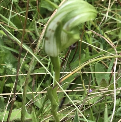 Pterostylis monticola (Large Mountain Greenhood) at Tallaganda State Forest - 4 Dec 2021 by Tapirlord