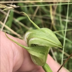 Pterostylis monticola at Rossi, NSW - 5 Dec 2021