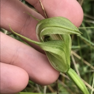 Pterostylis monticola at Rossi, NSW - suppressed