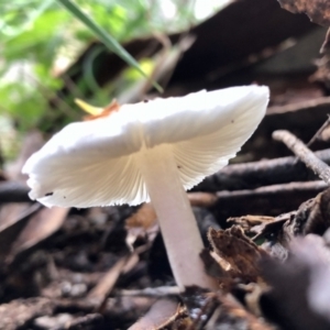 zz agaric (stem; gills white/cream) at Rendezvous Creek, ACT - 11 Dec 2021 12:06 PM