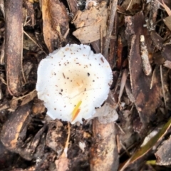 zz agaric (stem; gills white/cream) at Rendezvous Creek, ACT - 11 Dec 2021