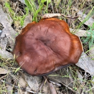 Cortinarius sp. at Rendezvous Creek, ACT - 11 Dec 2021