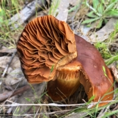 Cortinarius sp. at Rendezvous Creek, ACT - 11 Dec 2021 12:17 PM