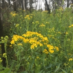 Senecio linearifolius var. latifolius at Namadgi National Park - 11 Dec 2021 by dgb900