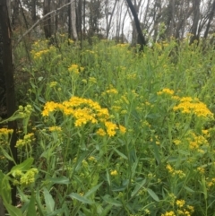 Senecio linearifolius var. latifolius at Tennent, ACT - 11 Dec 2021 12:25 PM