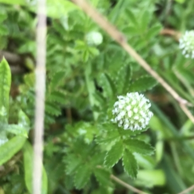 Acaena novae-zelandiae (Bidgee Widgee) at Tallaganda State Forest - 5 Dec 2021 by Tapirlord