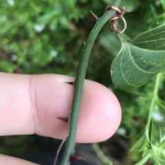 Smilax australis (Barbed-Wire Vine) at Rossi, NSW - 5 Dec 2021 by Tapirlord