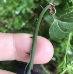 Smilax australis (Barbed-Wire Vine) at Rossi, NSW - 4 Dec 2021 by Tapirlord