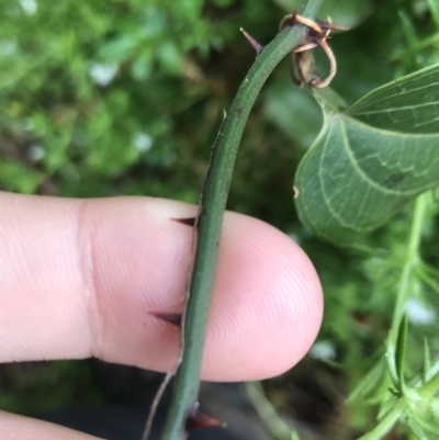 Smilax australis (Barbed-Wire Vine) at Tallaganda State Forest - 4 Dec 2021 by Tapirlord