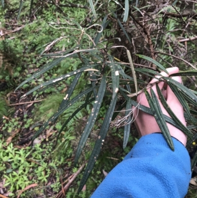Olearia megalophylla (Large-leaf Daisy-bush) at Tallaganda State Forest - 4 Dec 2021 by Tapirlord