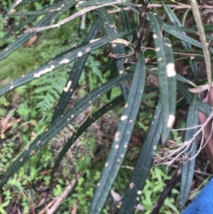 Olearia megalophylla at Rossi, NSW - 5 Dec 2021