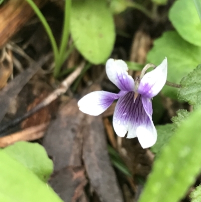 Viola hederacea (Ivy-leaved Violet) at Tallaganda State Forest - 5 Dec 2021 by Tapirlord