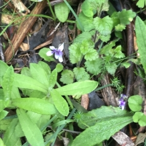 Viola hederacea at Rossi, NSW - 5 Dec 2021 09:33 AM