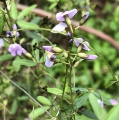 Glycine clandestina (Twining Glycine) at Rossi, NSW - 5 Dec 2021 by Tapirlord