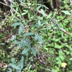 Glycine clandestina at QPRC LGA - 5 Dec 2021