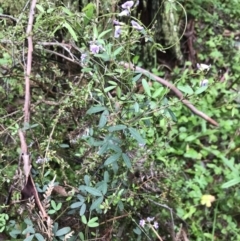 Glycine clandestina at QPRC LGA - 5 Dec 2021