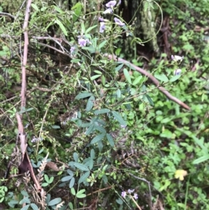 Glycine clandestina at QPRC LGA - 5 Dec 2021