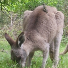 Melithreptus brevirostris at Mongarlowe, NSW - 24 Nov 2021