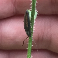 Crepidomenus decoratus (A click beetle) at Rossi, NSW - 5 Dec 2021 by Tapirlord
