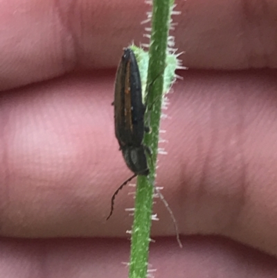 Crepidomenus decoratus (A click beetle) at Rossi, NSW - 5 Dec 2021 by Tapirlord